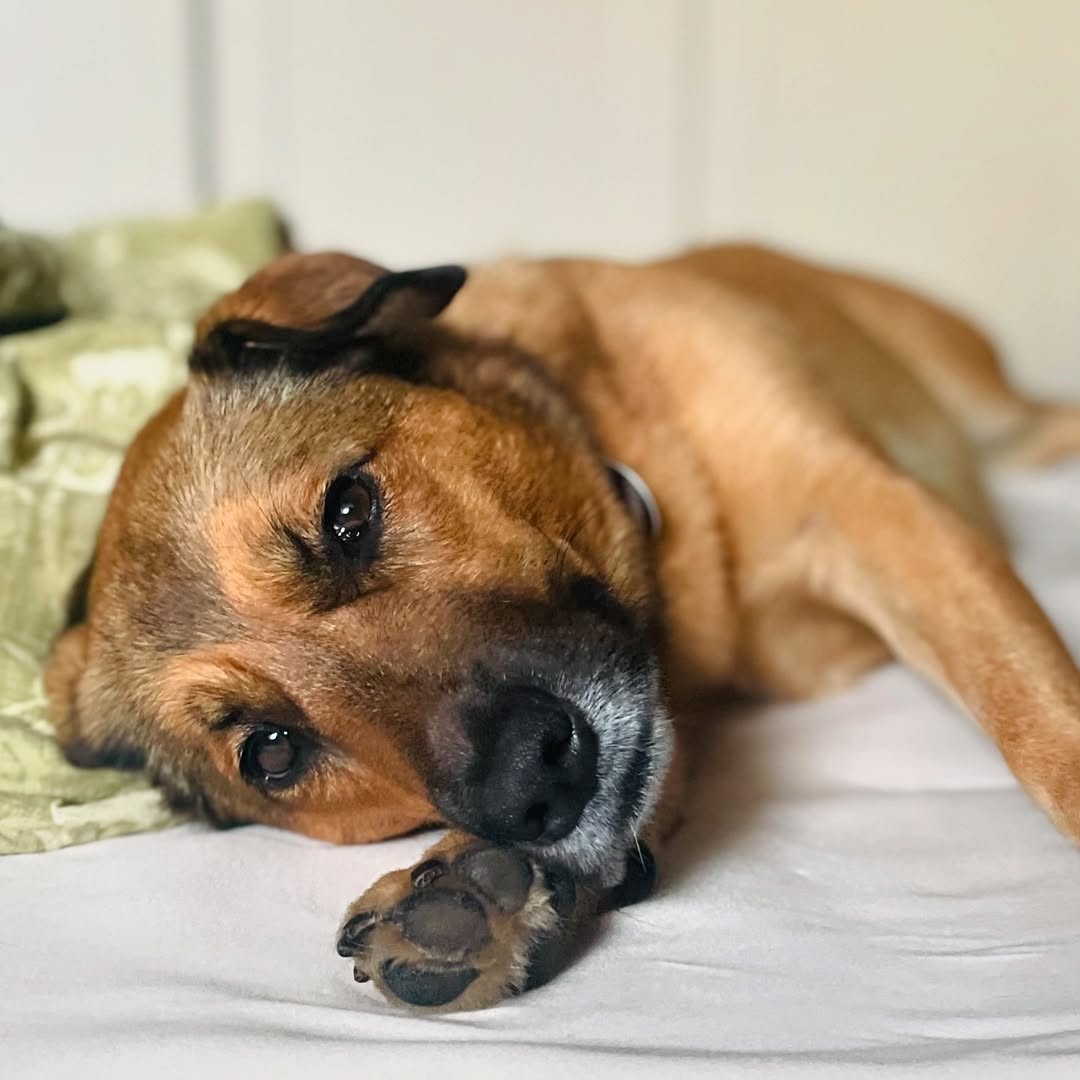 Jette – Office Dog